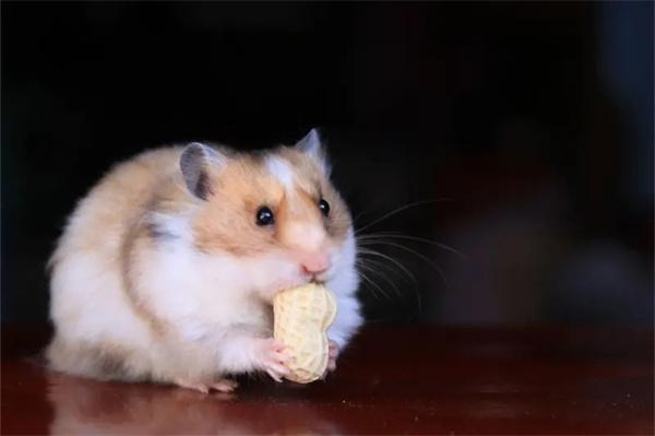 仓鼠指甲太长怎么办？