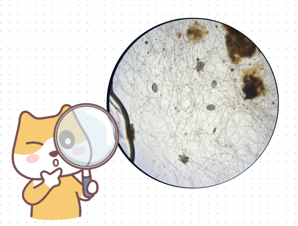 狗狗耳朵里全是红的，该用什么药?