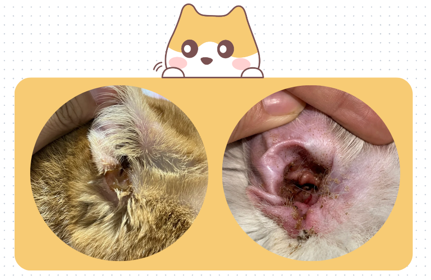 【宠医科普】猫咪耳朵发炎流脓了用什么药？