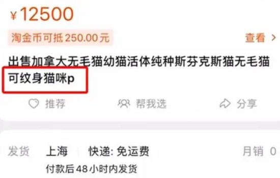 无毛猫被前主人纹身打耳环，纹身师：纹全身3万
