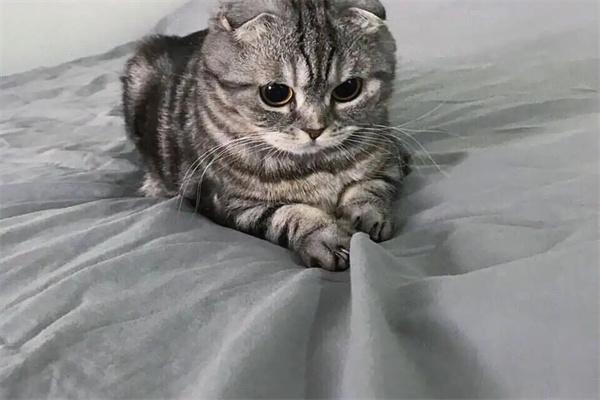 三花猫和玳瑁猫有什么区别？