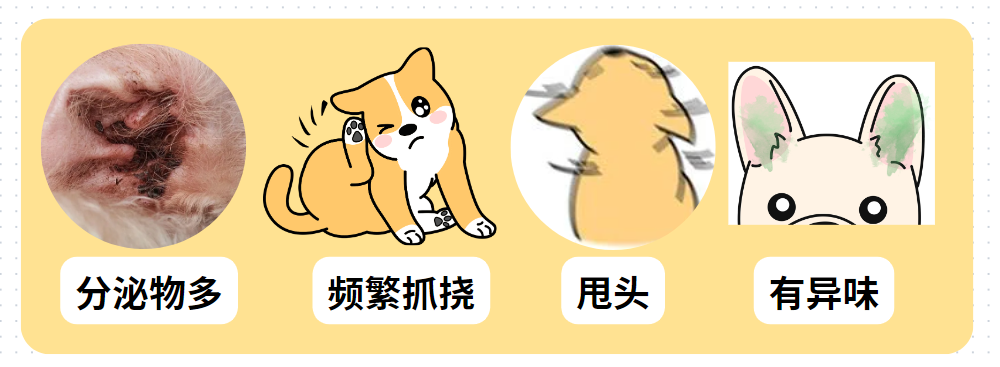 狗狗感染耳螨，耳朵痒老是抓用什么药？