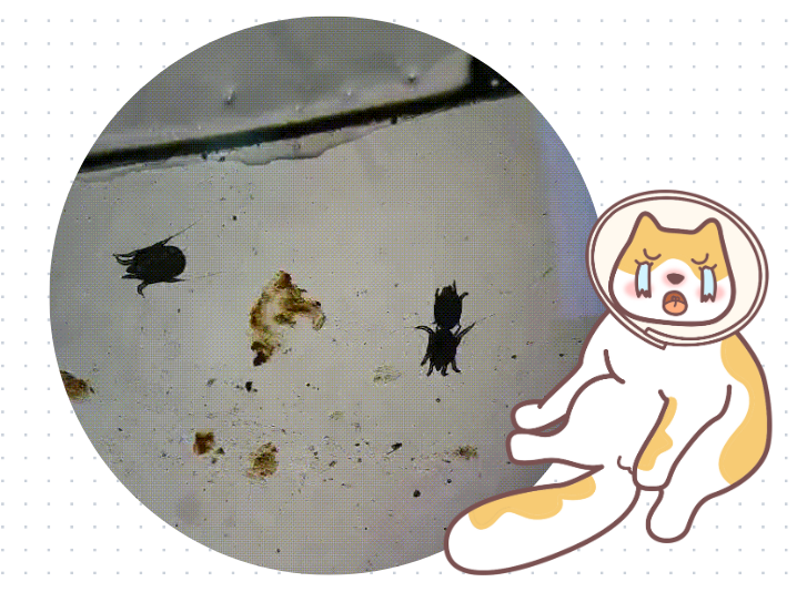 猫咪耳螨用碘伏很有效？假的~重点是驱虫！
