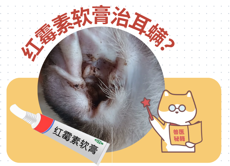 用红霉素软膏治疗狗狗耳螨？打住，红霉素不是万能的！