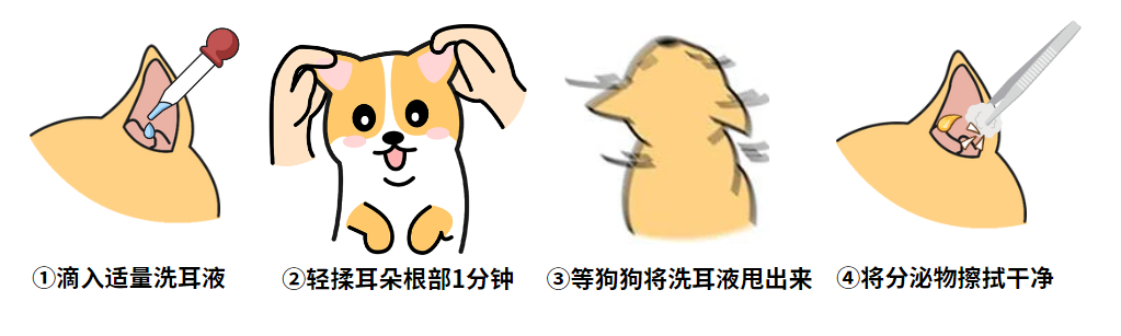 用红霉素软膏治疗狗狗耳螨？打住，红霉素不是万能的！