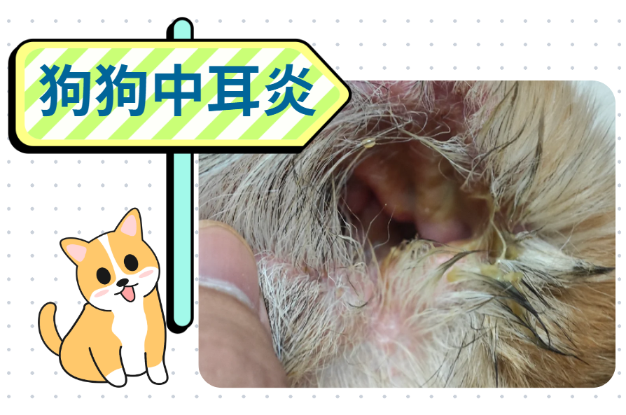 养宠速看！狗狗中耳炎用什么药治疗最好最快？