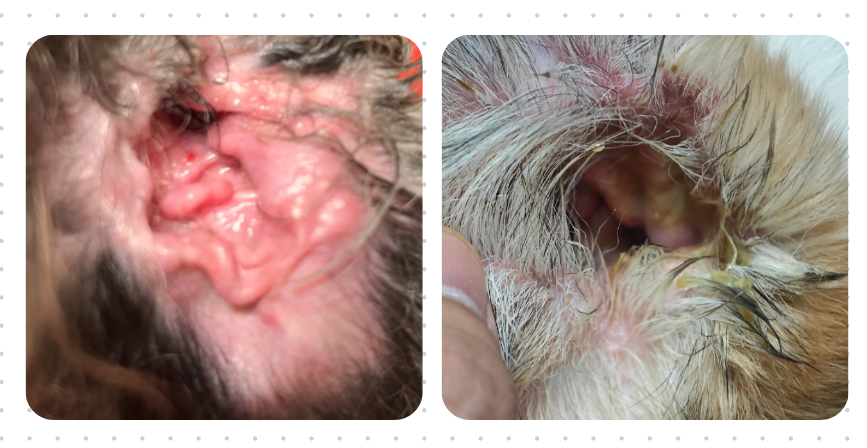 养宠速看！狗狗中耳炎用什么药治疗最好最快？