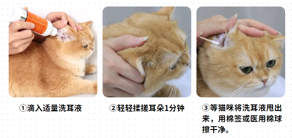 【宠医秘籍】猫咪耳螨用什么药效果好？