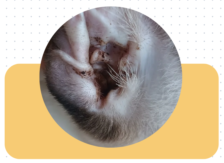 猫咪耳朵流出类似脓液的东西！这是怎么回事？！