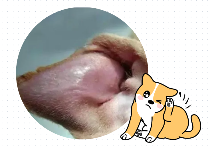 【氧宠科普】泰迪耳朵痒老是抓和摇头用什么药？