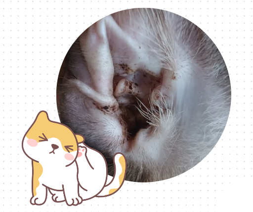 猫咪老是挠耳朵/歪头？别以为是在卖萌！