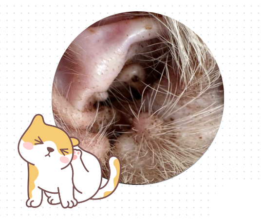 猫咪老是挠耳朵/歪头？别以为是在卖萌！