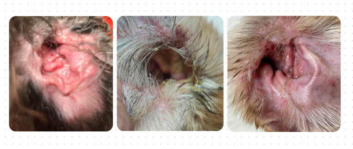 狗狗一直甩耳朵是怎么回事？它在向你求救！