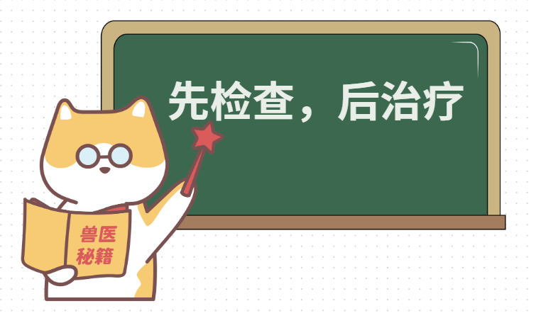 狗狗一直甩耳朵是怎么回事？它在向你求救！