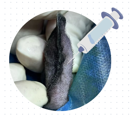 不开刀，猫咪耳血肿的家庭疗法有哪些？