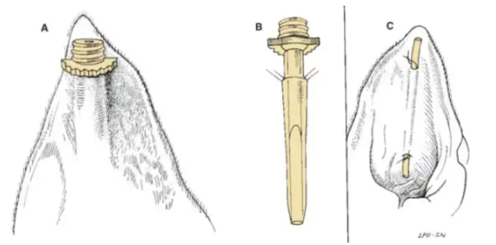 不开刀，猫咪耳血肿的家庭疗法有哪些？