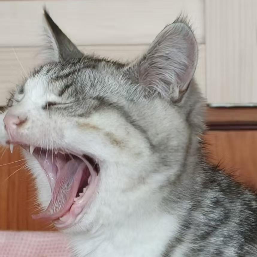 猫咪口臭加重,如何区分是牙结石还是口炎?