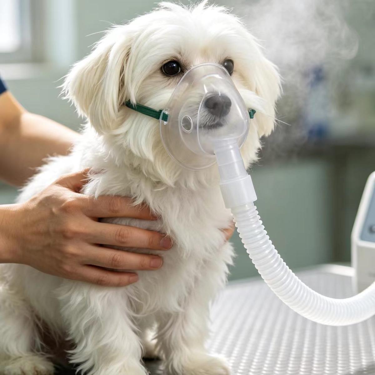 犬猫吸入性肺炎是什么?犬猫呛咳呼吸困难的症状与急救