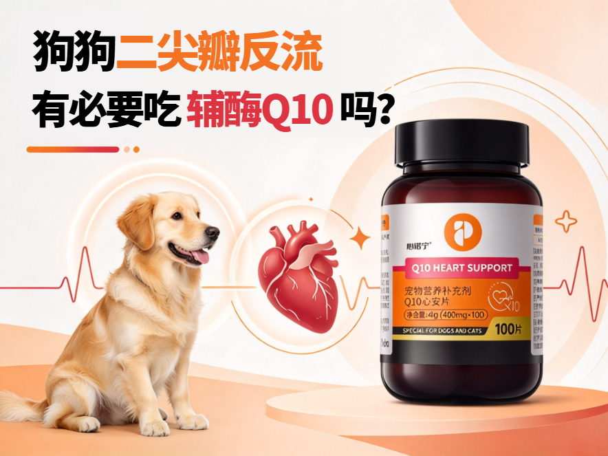 狗狗二尖瓣反流有必要吃辅酶Q10吗?