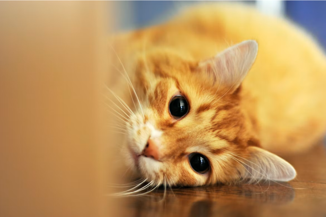 宠物猫狗辅酶Q10避坑指南:拒绝虚标套路!认准3条法则