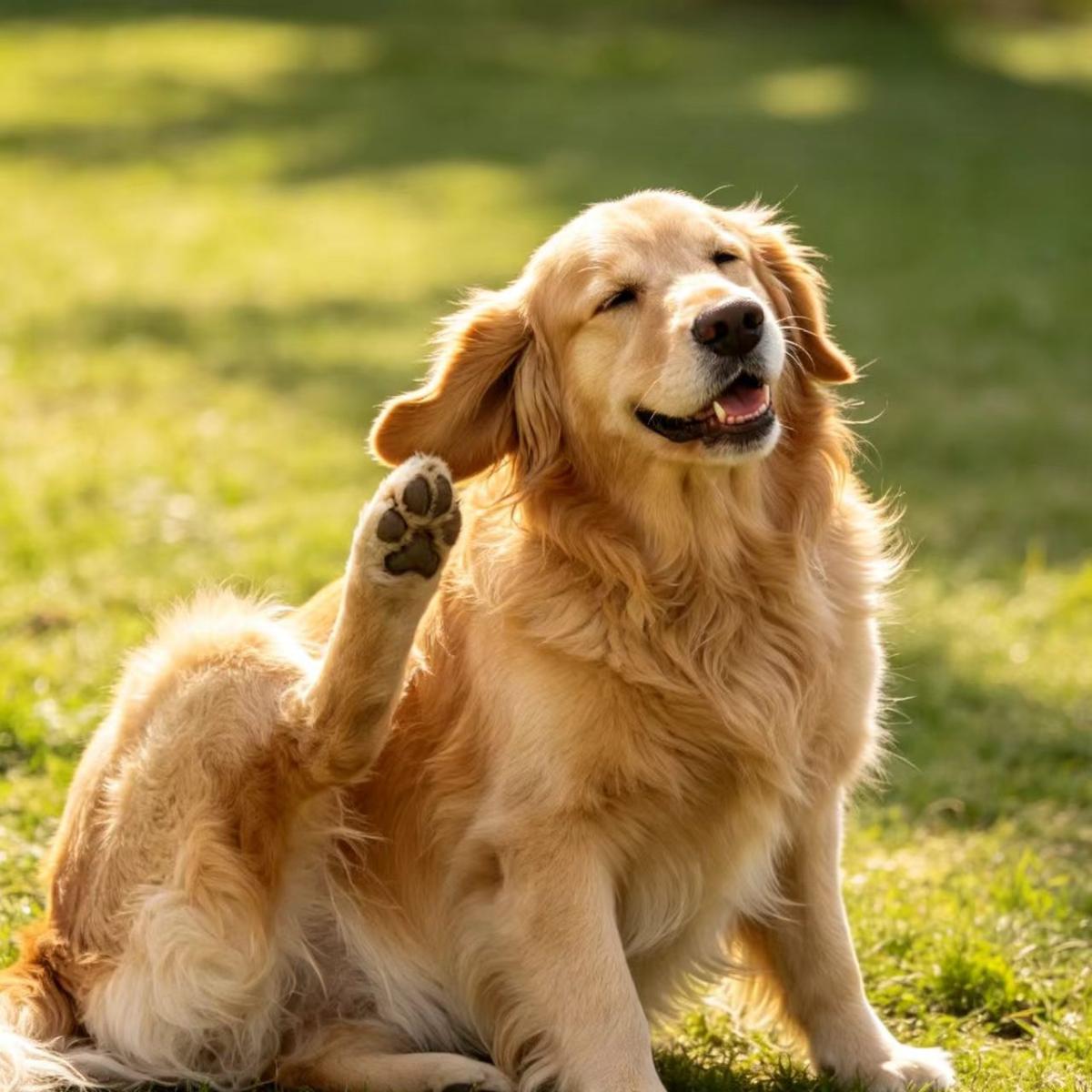 犬猫皮肤泛红瘙痒用什么?三款皮肤喷剂成分对比