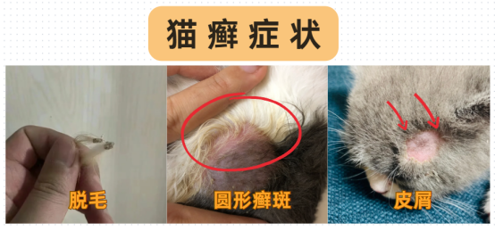 猫癣专用皮肤喷剂有哪些？