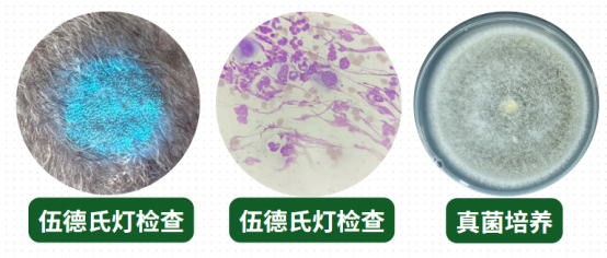 猫癣专用皮肤喷剂有哪些？