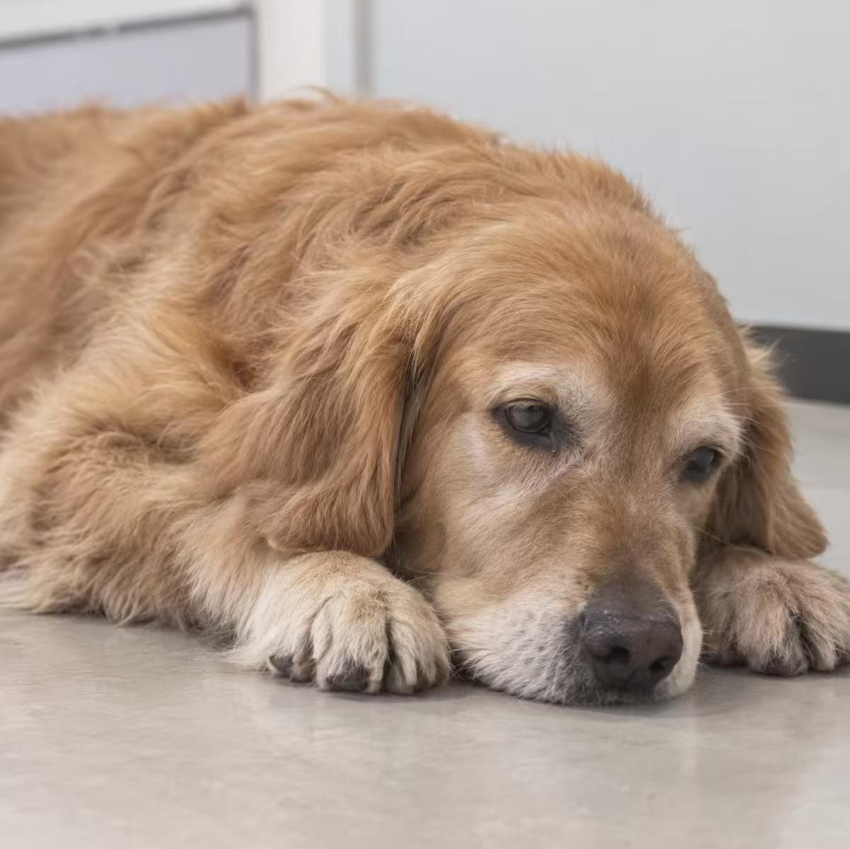 犬猫临终关怀怎么护理？生活质量评估与居家管理