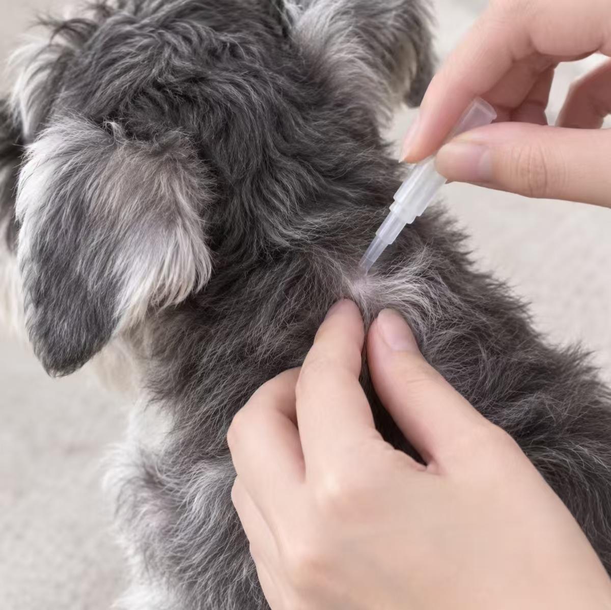 犬猫外驱后毛发变黄是什么原因?怎么处理?