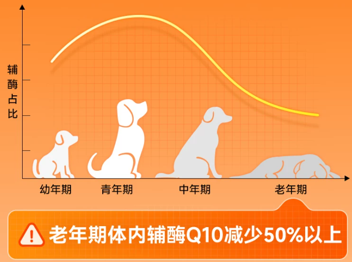 狗狗辅酶Q10是智商税吗?心肌养护原理、适用犬只科普