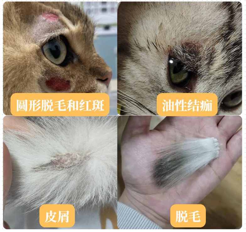 猫癣喷剂怎么选?普安特皮普特真的有用吗?