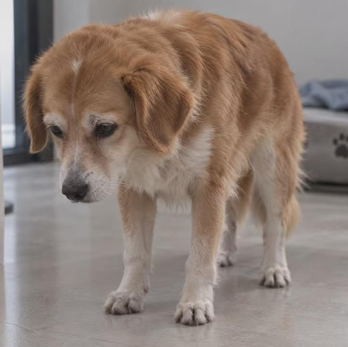 犬猫老了不爱动、走两步就喘?心脏营养补充剂怎么选