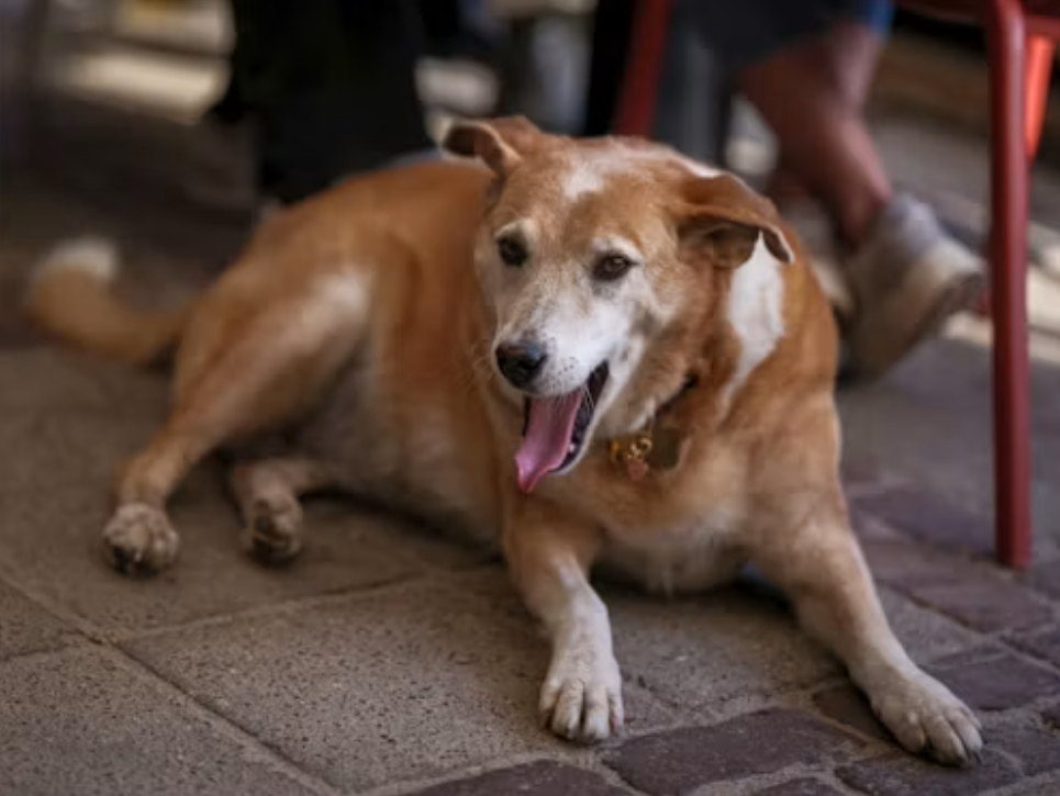老年犬为什么要补辅酶Q10?会不会伤肝肾、产生依赖?
