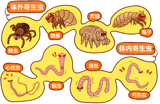 新手养狗怎么选驱虫药?兼顾安全与性价比,内外同驱更省心