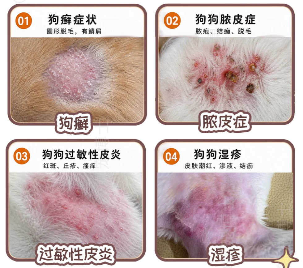 狗狗皮肤瘙痒、掉毛是怎么回事?常见皮肤病自查与处理全指南