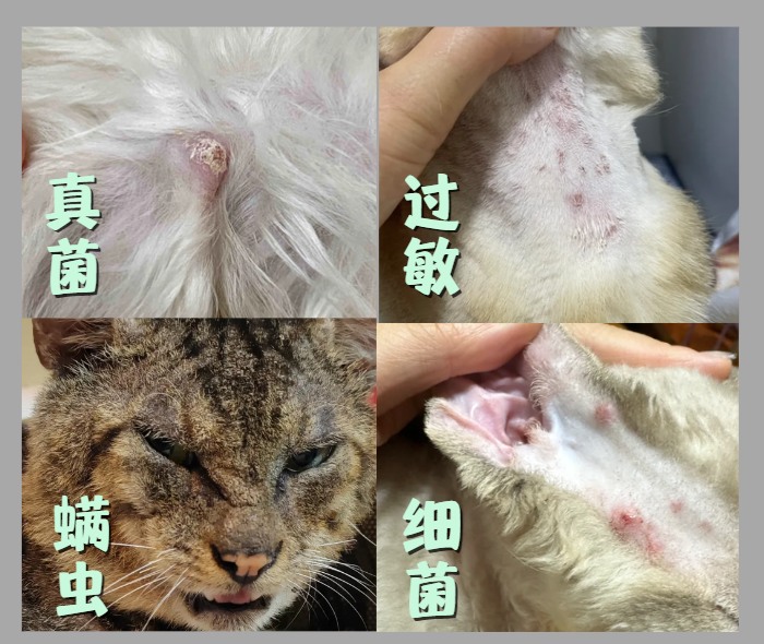 猫咪皮肤上有小疙瘩用什么皮肤喷剂效果好?靠谱品牌实测推荐