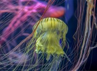 养殖水母入门指南！0基础怎么养水母