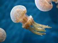 网红发光水母在夜市是否有竞争力？能赚钱吗？