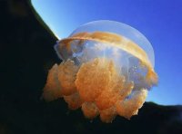 水母与海蛰的关系及蛰伤处理