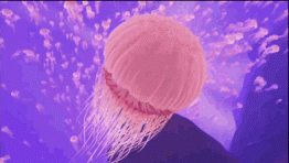 水母的这些天敌你都知道吗？