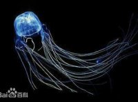 澳大利亚箱形水母