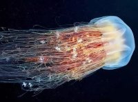 如何创业摆摊卖水母？技巧有哪些？