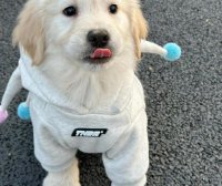 如何带狗坐车 训练狗不晕车方法