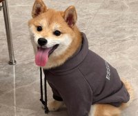 柴犬大概多少钱一只 纯种售价在1.5到3万之间