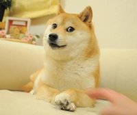 柴犬价格优缺点 柴犬的性格介绍