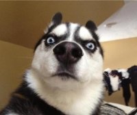 哈士奇犬细小病毒如何防治