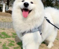 萨摩耶犬咳嗽 主要是由于什么引起的