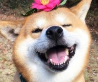 柴犬咬人怎么办 这招可以简单防止柴犬咬人