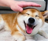 狗狗很瘦怎么办 如何合理控制狗狗的饮食