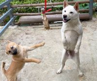 怎样喂小狗吃饭 如何训练狗狗用餐顺序